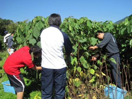 （写真）剪定１