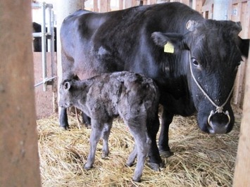 （写真）子牛と母牛