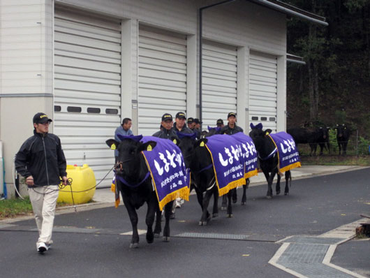 （写真）代表牛の4頭