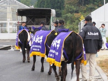 （写真）牛の乗車