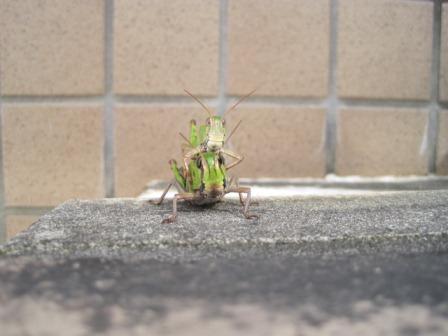 （写真）正面から見ると愛嬌があります