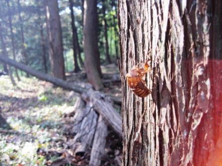 （写真）蝉の抜け殻