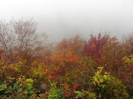 （写真）県民の森の紅葉