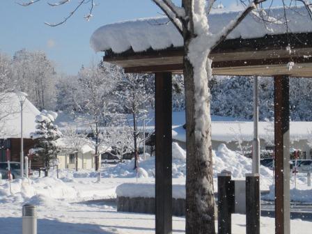 （写真）樹木からはらはらと落ちる雪