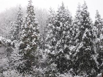 （写真）雪が降っていますその１