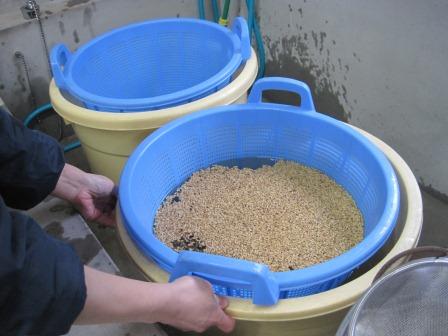 （写真）食塩水に種籾を入れます