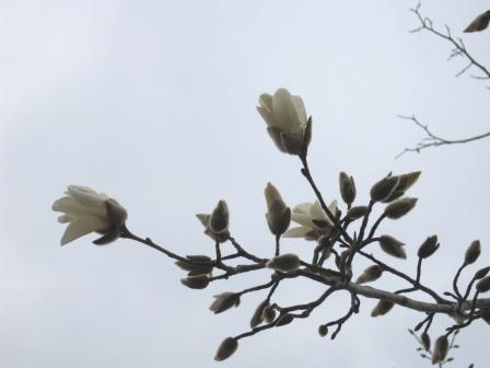 （写真）コブシの花