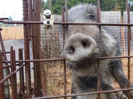 （写真）イノシシ