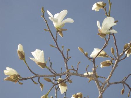 （写真）センターのコブシの花