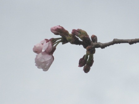 （写真）苗畑の桜その２