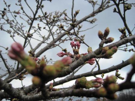 （写真）苗畑の桜その１