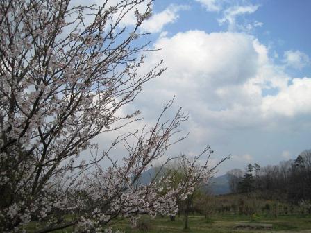 （写真）センター苗畑の桜