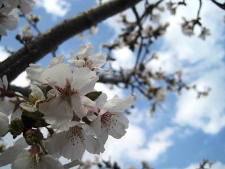 （写真）桜