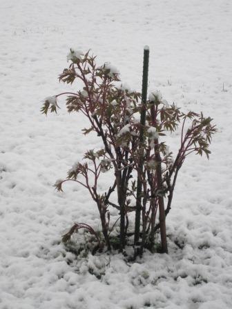 （写真）牡丹に積もった雪