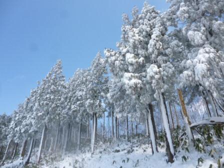 （写真）樹木に雪、きれいです