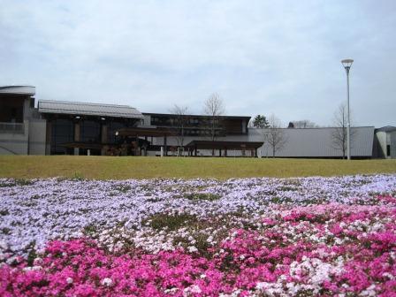 （写真）センターの芝桜