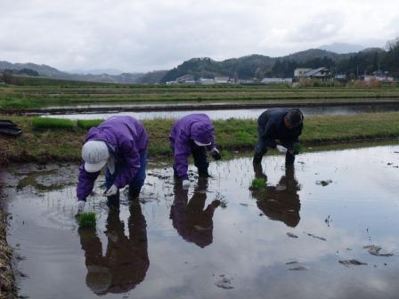 （写真）田植えが始まりましたその１