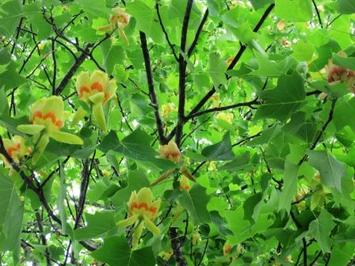 （写真）ユリノキの花１