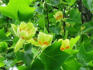 （写真）ユリノキの花２