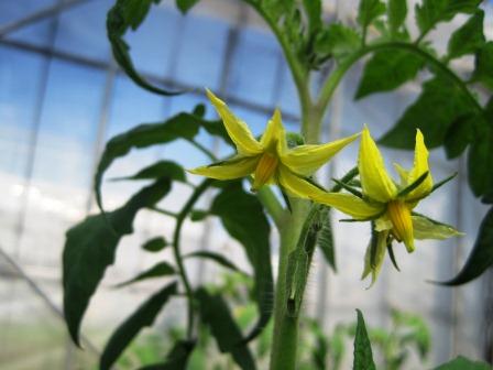 （写真）トマトの花