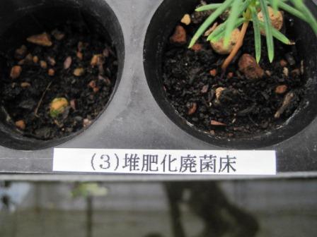 （写真）堆肥化廃菌床