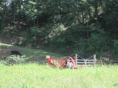 （写真）牧草を刈っています