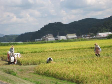 （写真）赤名ほ場にて稲刈り