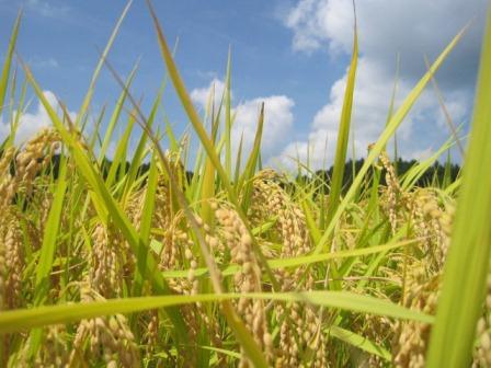 （写真）赤名ほ場の稲