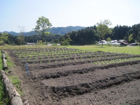 （写真）野菜の播種・定植