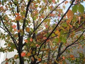 （写真）葉っぱも紅葉