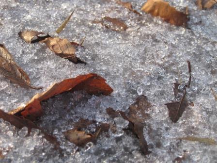 （写真）雪の中の落ち葉
