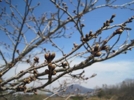 （写真）センターの桜