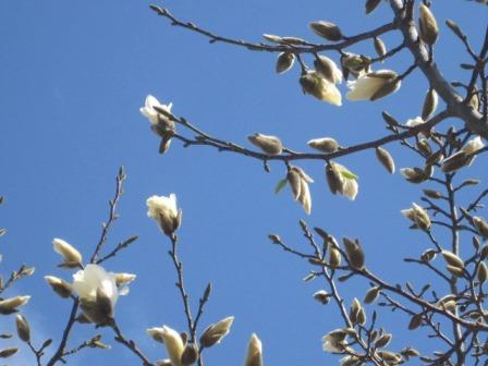 （写真）コブシの花