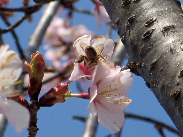 （写真）蜂と桜