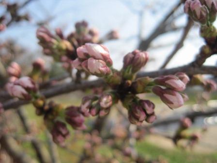 （写真）苗畑の桜