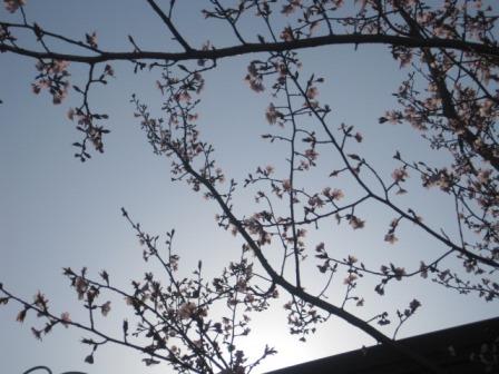 （写真）中庭の桜