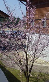 （写真）桜