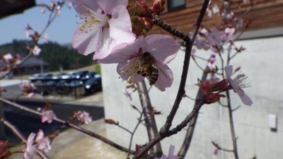 （写真）花粉を集めるミツバチ