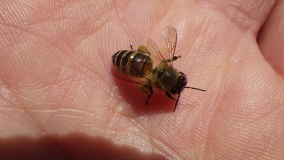 （写真）ニホンミツバチ