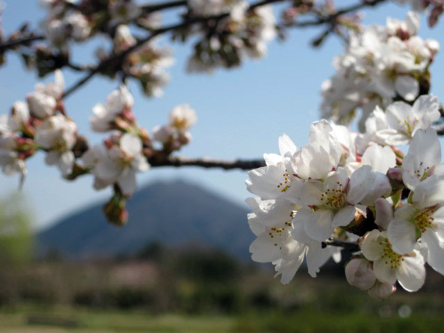 （写真）苗畑の桜