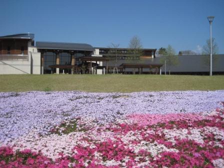 （写真）センターの芝桜