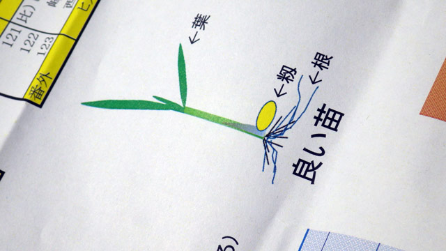 （写真）良い苗の図