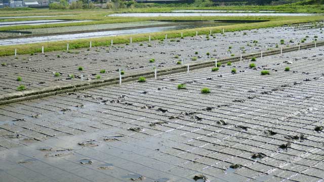 （写真）赤名ほ場