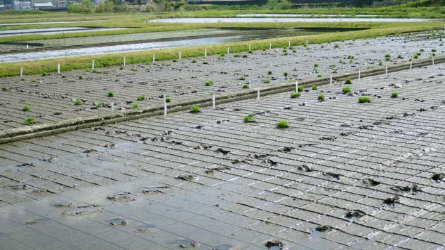 （写真）赤名ほ場