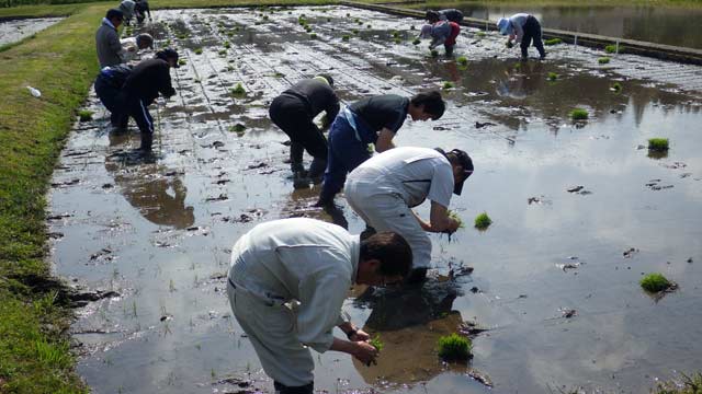 （写真）早乙（男）女たちその１