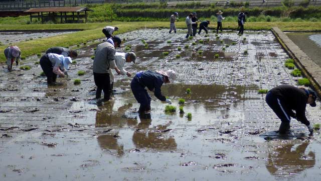 （写真）早乙（男）女たちその２