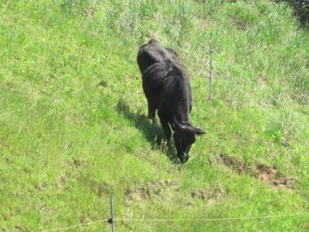 （写真）牛が草をむしゃむしゃむしゃ