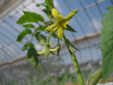 （写真）トマトの花