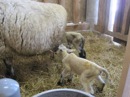 （写真）2匹の羊を出産しました