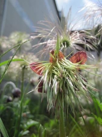 （写真）オキナグサ花びらの中のヒゲ